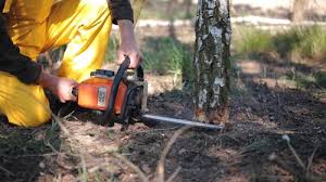 Best Fruit Tree Pruning  in Jacksboro, TX