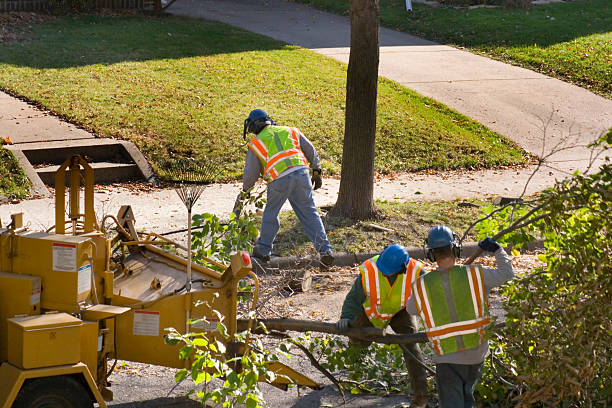 Best Utility Line Clearance  in Jacksboro, TX